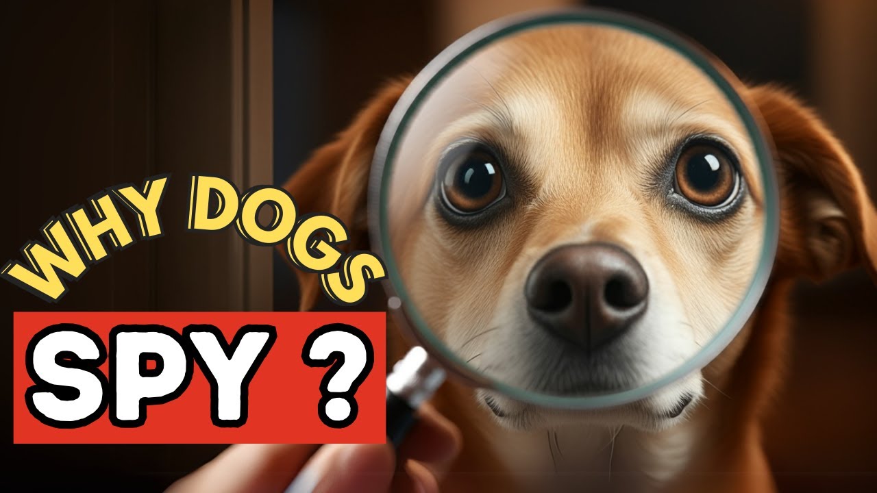 Why Does Your Dog Keep Checking In on You? The Surprising Reason!