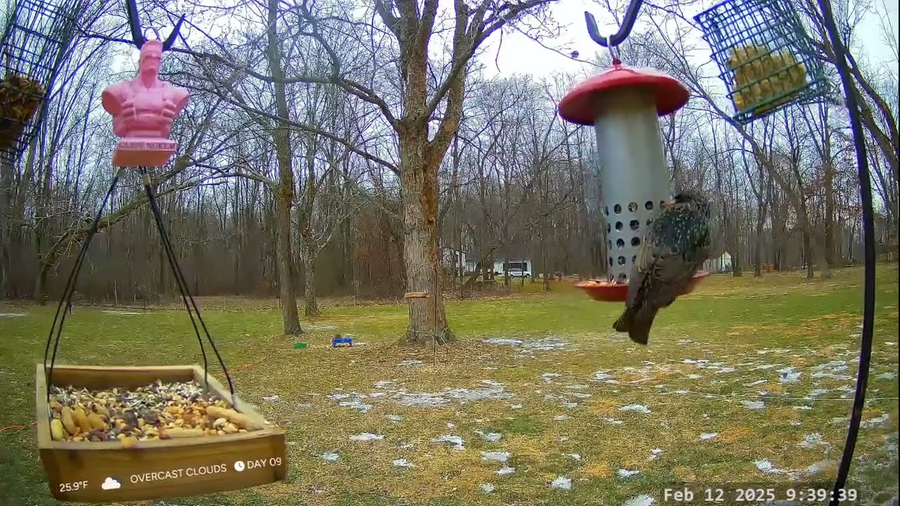 *On This Day 1 Year Ago* Winter Bird, Deer & Critter Cam