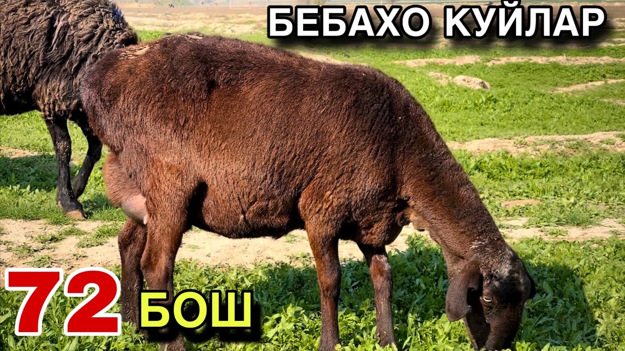 ЕЛИТА 1 СОРТ! ☎️+998 97 200 0476