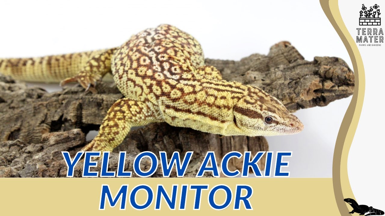 Unlocking the Secrets of the YELLOW ACKIE MONITOR: Care, Habitat, and More! (Varanus acanthurus)