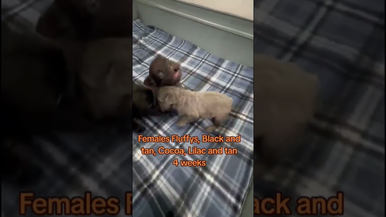 French Bulldog available