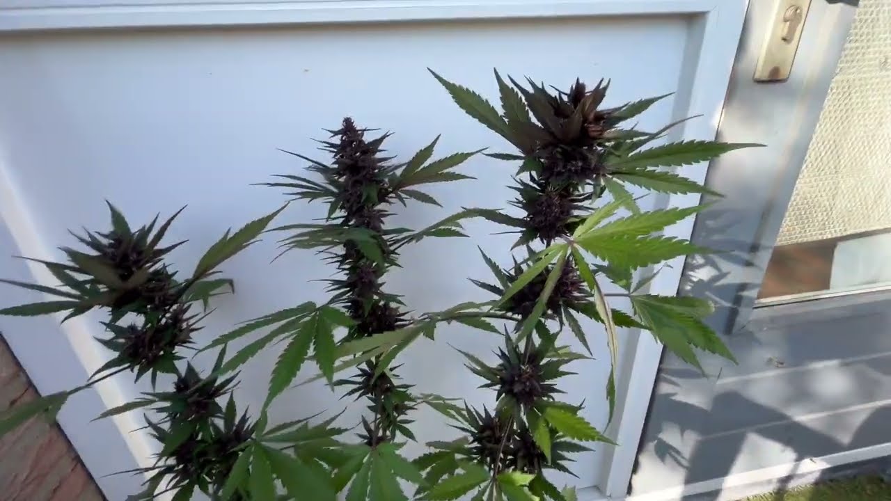 Auto Purple Weed