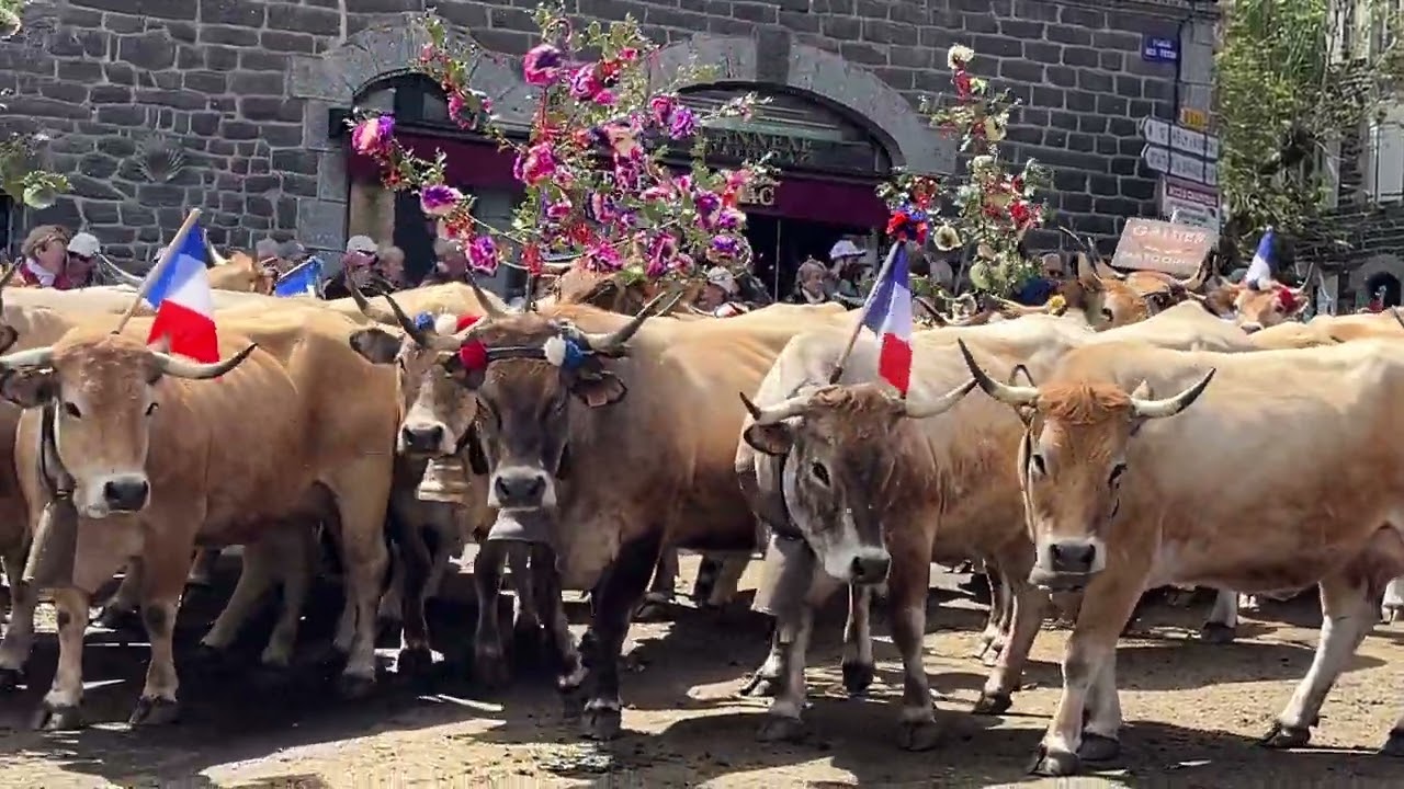 Aubrac - Troupeau de Galtier