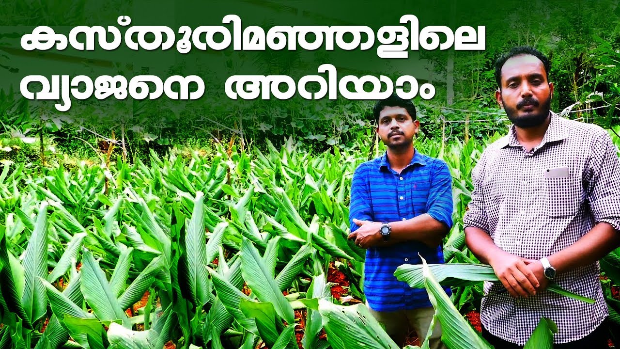 Wild Turmeric farming | Medicinal plant | കസ്‌തൂരിമഞ്ഞള്‍ മഞ്ഞയോ വെള്ളയോ?