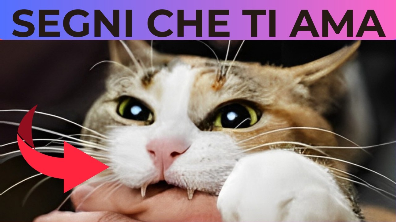 14 segni che i tuoi gatti ti vedono come i loro genitori.