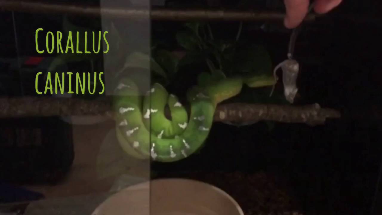Emerald Tree Boa (Corallus caninus) Strike