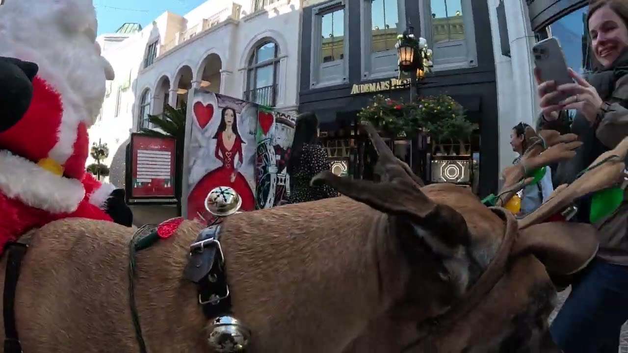 Cash 2.0 Great Dane Christmas Day Special on Rodeo Drive in Beverly Hills (1 of 3)