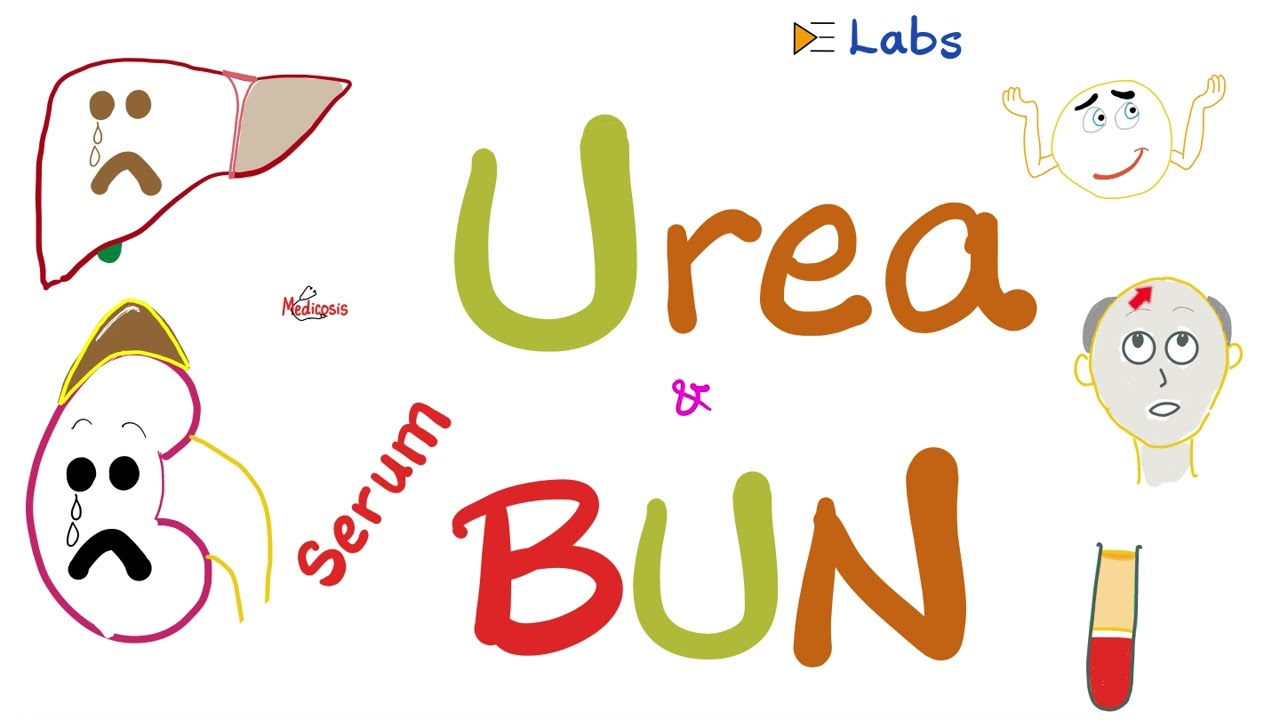 Serum Blood Urea Nitrogen (BUN) & Serum Urea - Kidney Function Tests