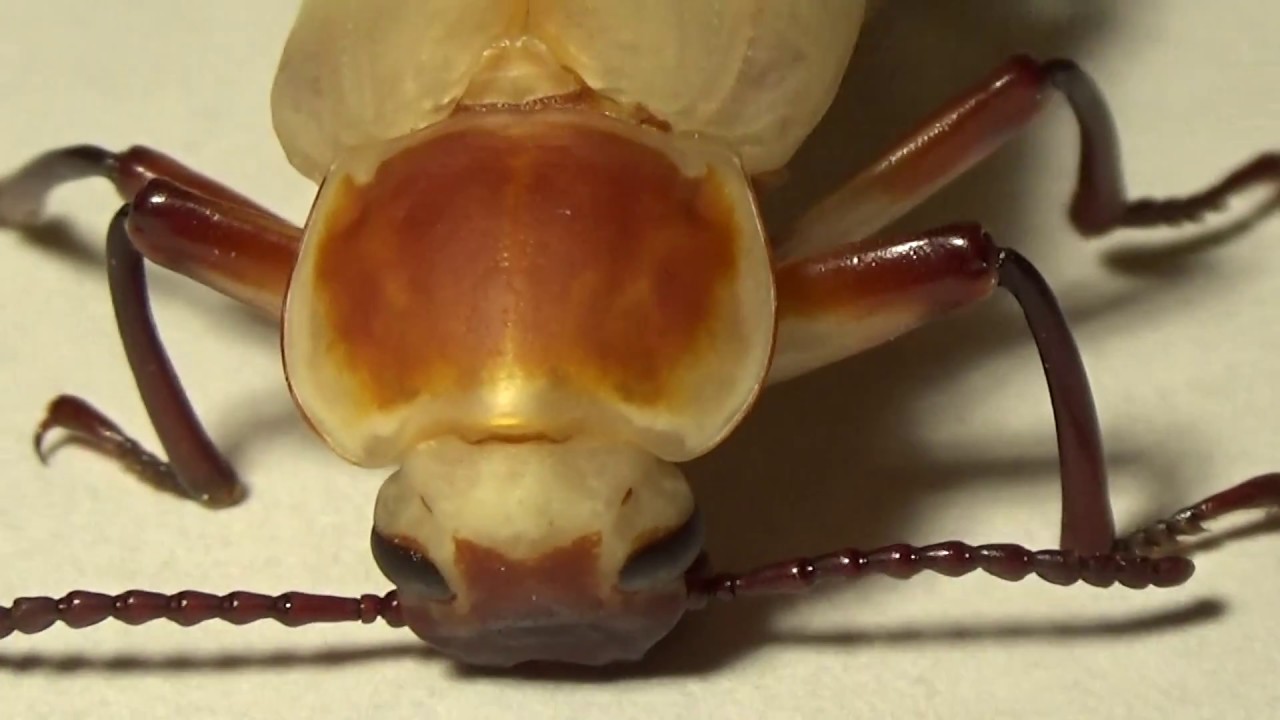 Чудо Рождения Гигантского Мучного Хруща Zophobas morio (Tenebrionidae)