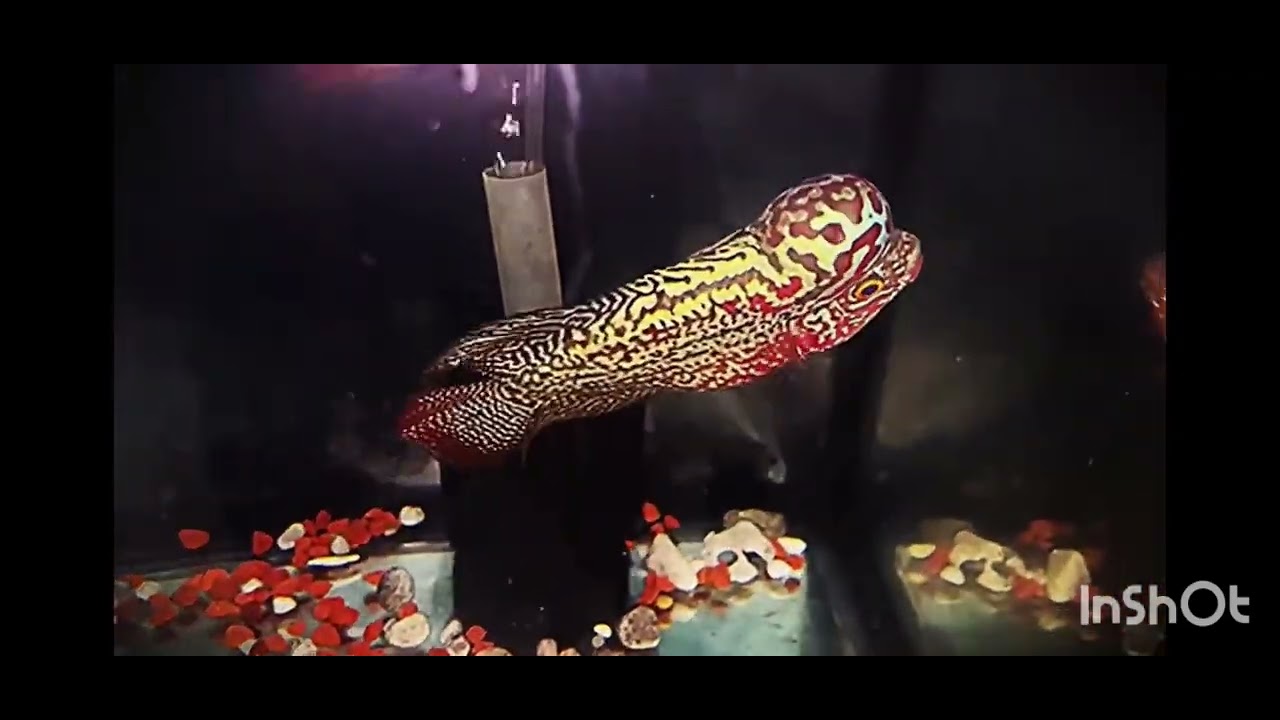 25 Tết.Điền kf chúc ace năm mới phát tài nha#aquarium #cacanh #fish #kamfa #kamfathailand #guppy 