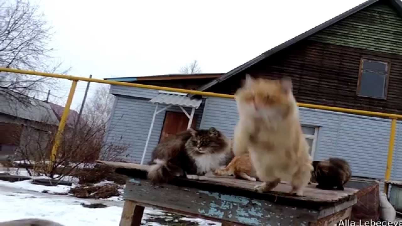 11 Jumping Cats Siberian cat Кубок Кошляндии по прыжкам в длину 6 ноября 2014,ПРЫЖКИ