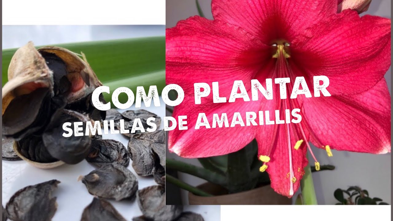COMO SEMBRAR SEMILLAS DE AMARYLLIS