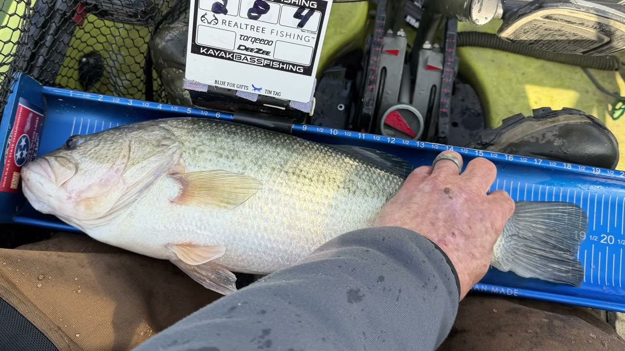 Tennessee Bass Nation Kayak Series Dale Hollow 2026#Bassmaster#TNBASS#kayakfishing#hobiekayak #snip
