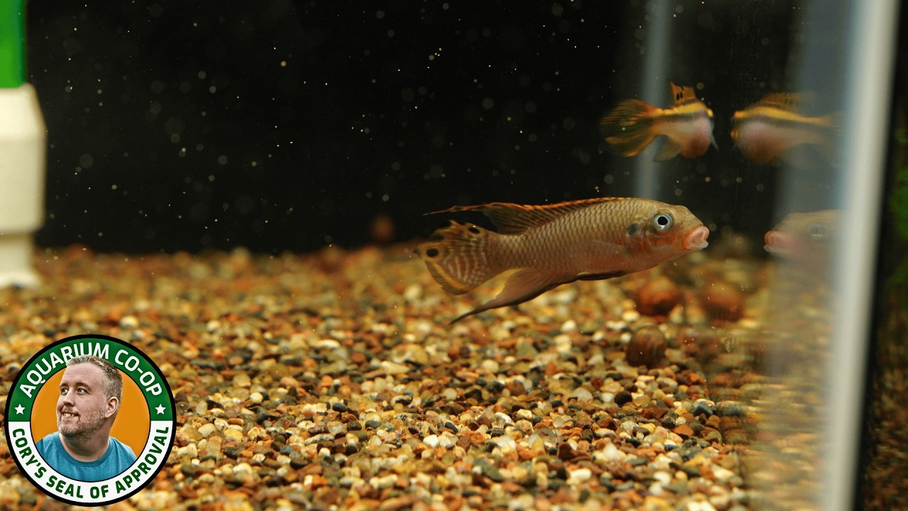 Feeding my 29 aquariums