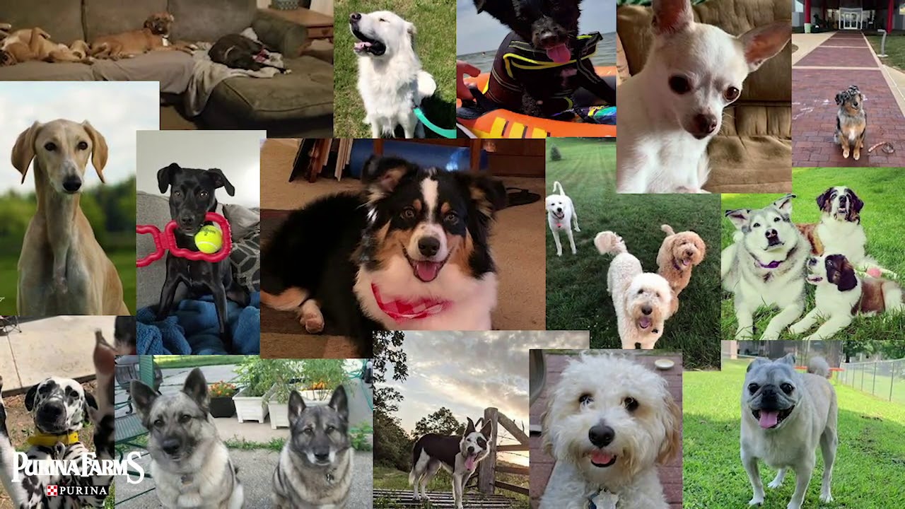 National Dog Day Featuring&hellip;YOUR PUPS!