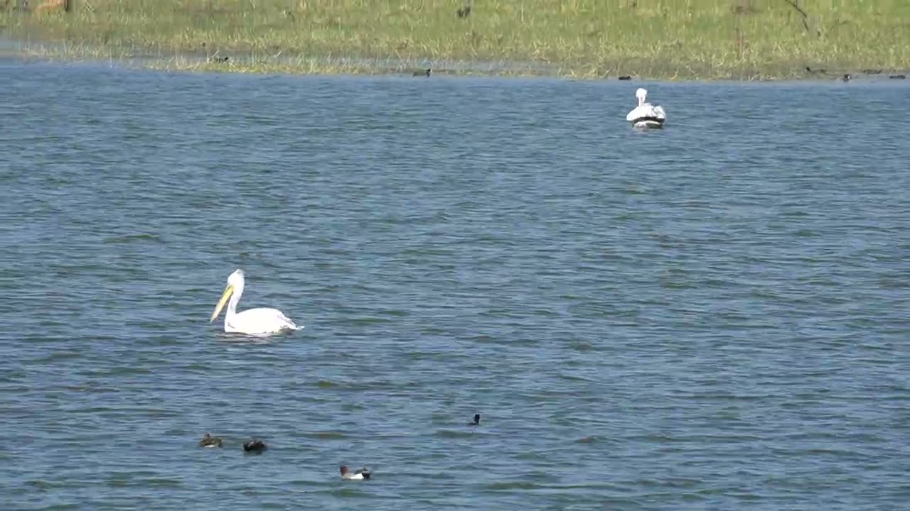 Pelican birds #birdsofgujarat