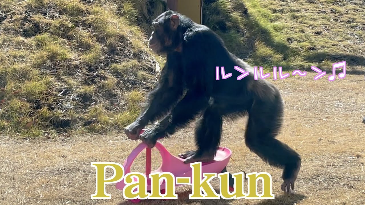 「天才！チンパンジーパンくん」キックボード覚えてるかな？Pan-kun戦隊ヒーロー⁉️ Chimpanzee riding a kickboard 🐒モンキーふーちゃんモグラ叩きゲーム #monkey
