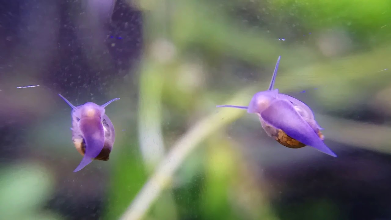 Caracoles de acuario, Planorbis, Physa y Melanoides comiendo y apareándose