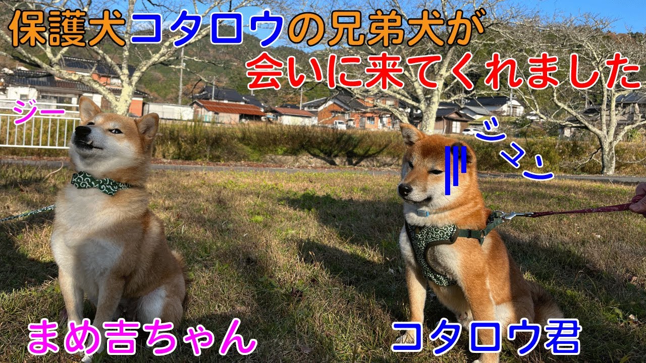 【保護犬】コタロウの兄弟犬が会いに来てくれました