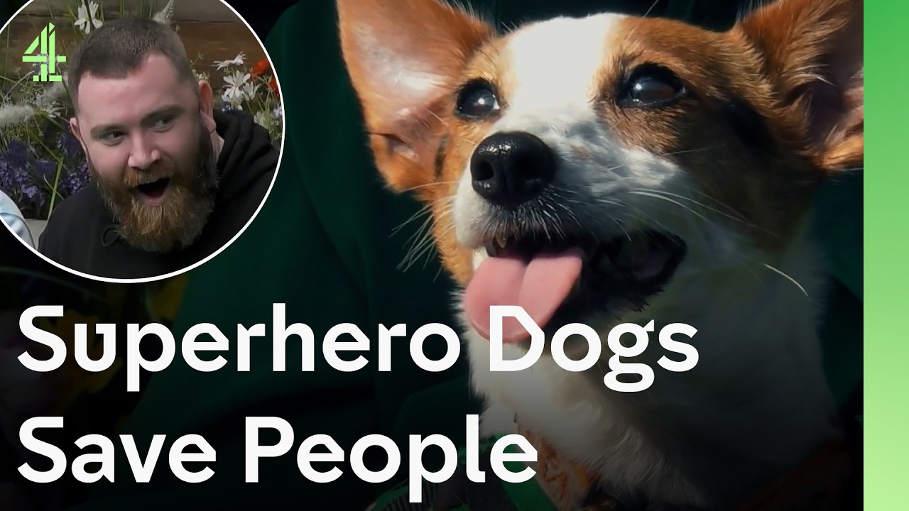 Superhero dogs save people | The Dog House 🐶 | Compilation