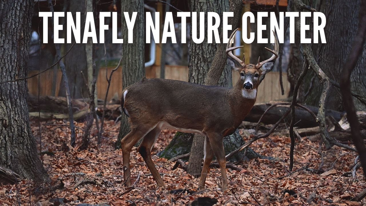 Tenafly Nature Center, New Jersey 🌿 | Wildlife, Deer & Hidden Nature Trails