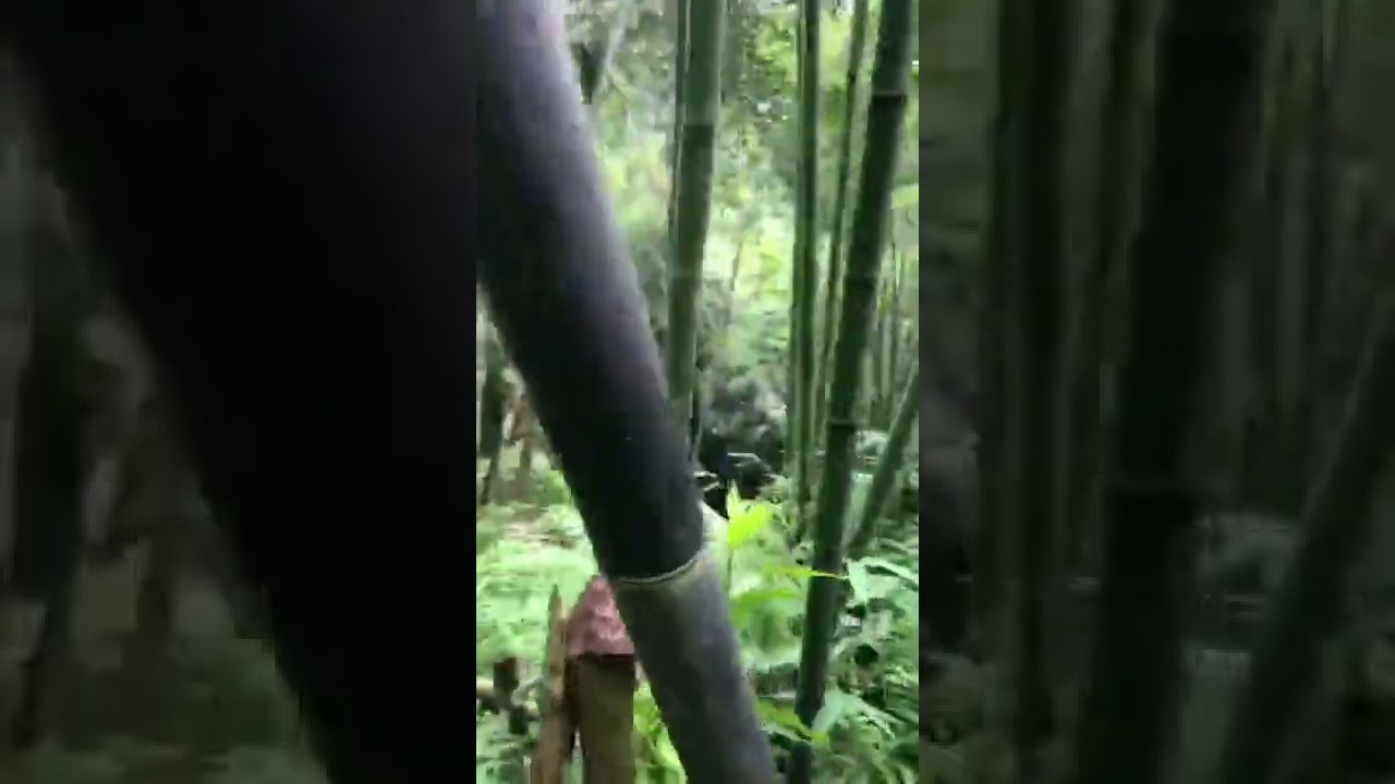 Bambu wulung siap panen