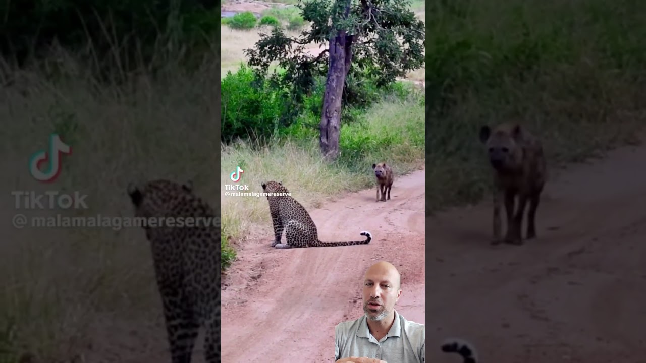 איך לעבור גירויים בטיול עם הכלב