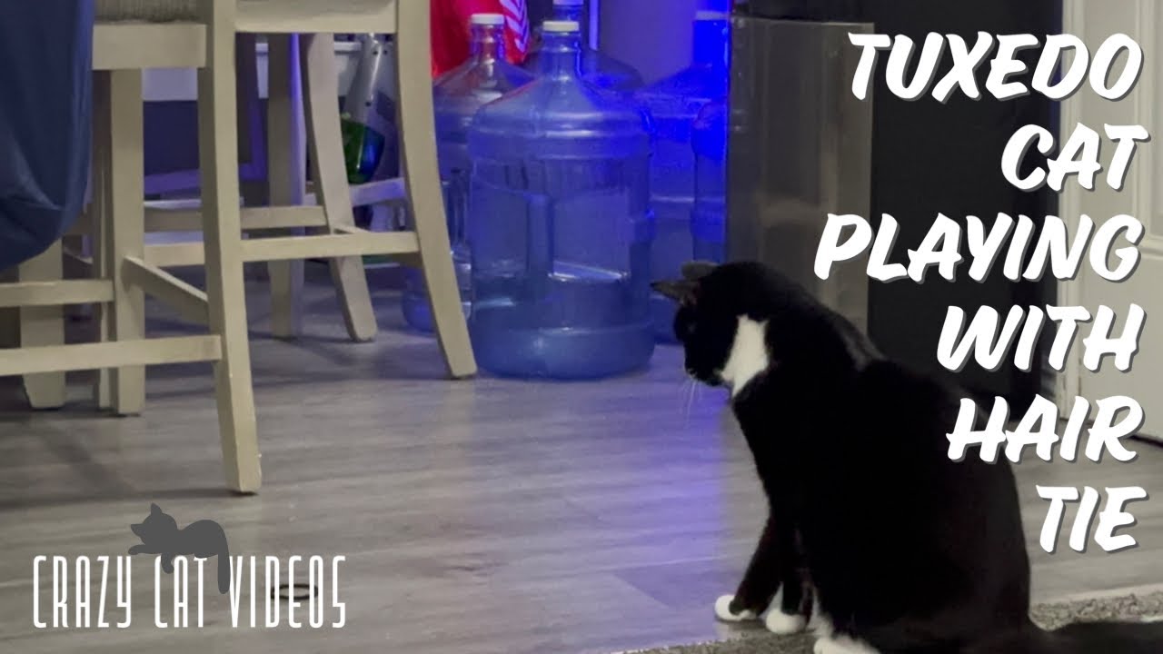 Tuxedo Cat Playing With Hair Tie