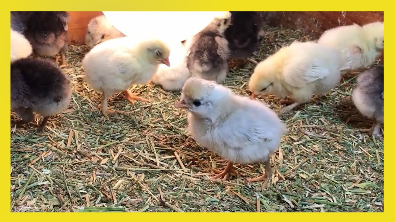 Cute Baby Birds (Baby Bird Live Stream)