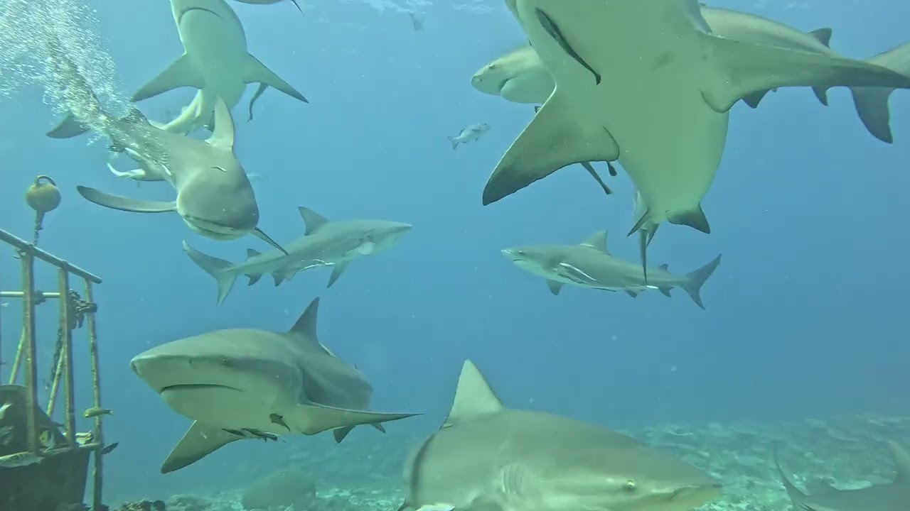 Up close with Bull Sharks Fiji
