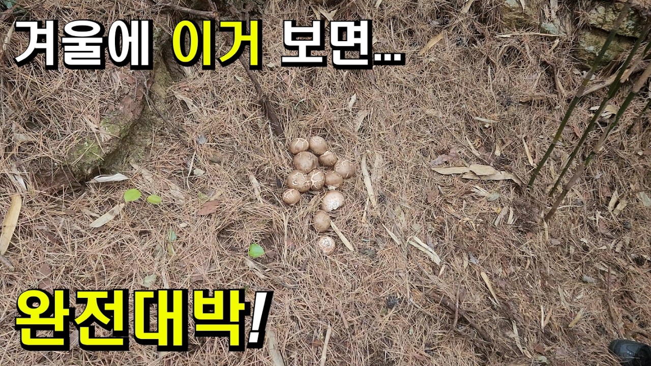 여러분! 겨울에 이거 보면 완전 대박!