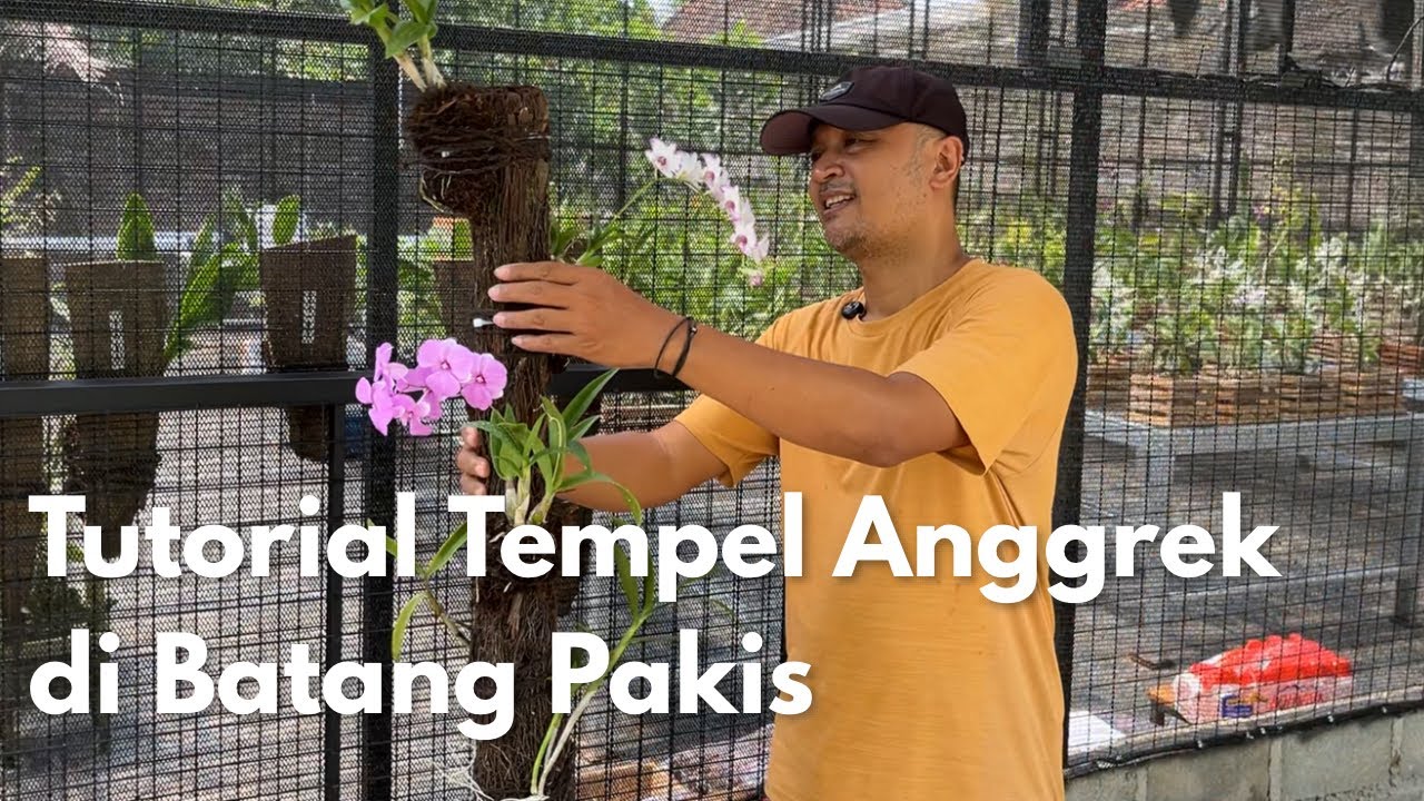 Tutorial Tempel Anggrek di Batang Pakis yang di Cor