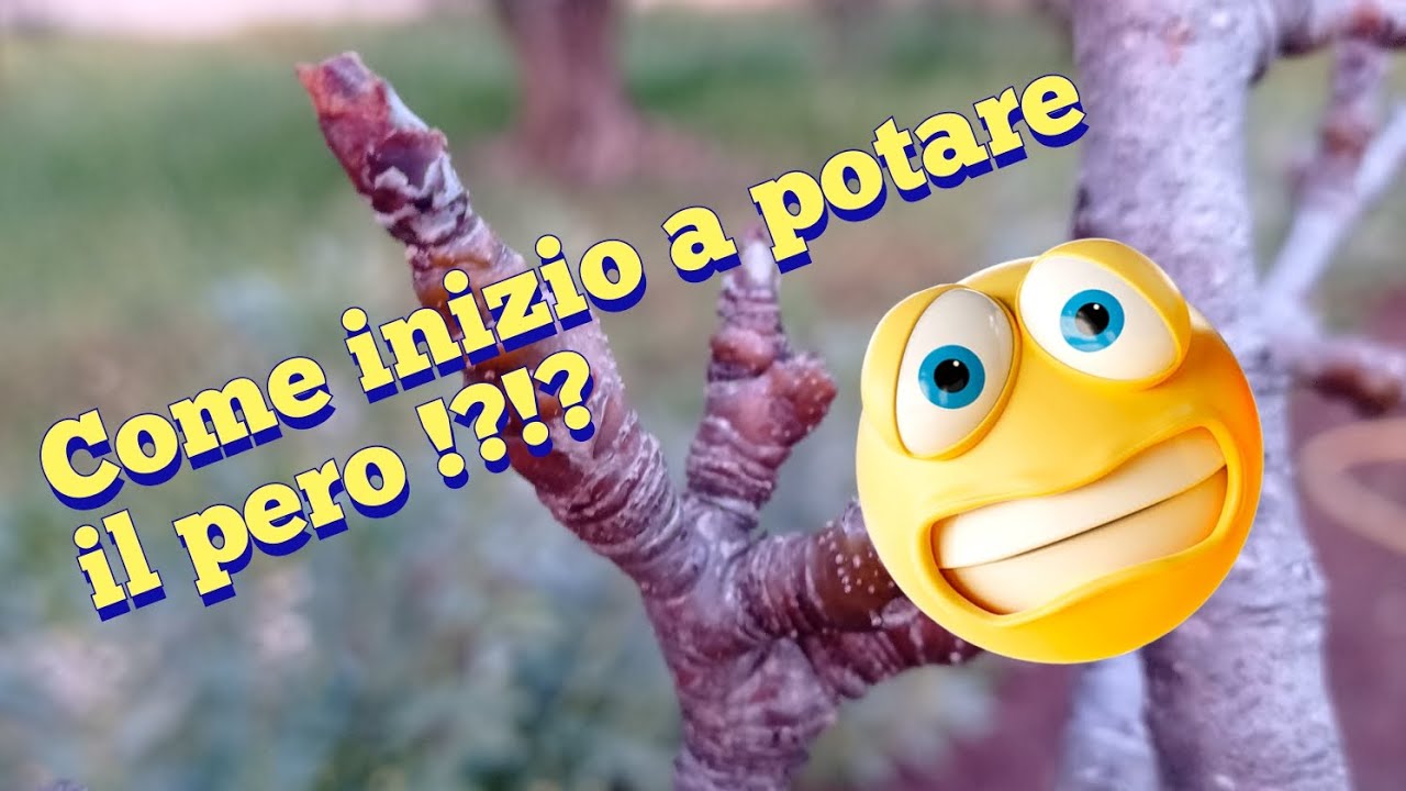 Come iniziamo a potare il pero...🍐🍐🍐