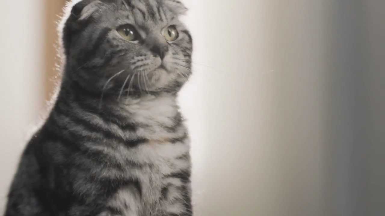 Kitten revenge - FINN.no