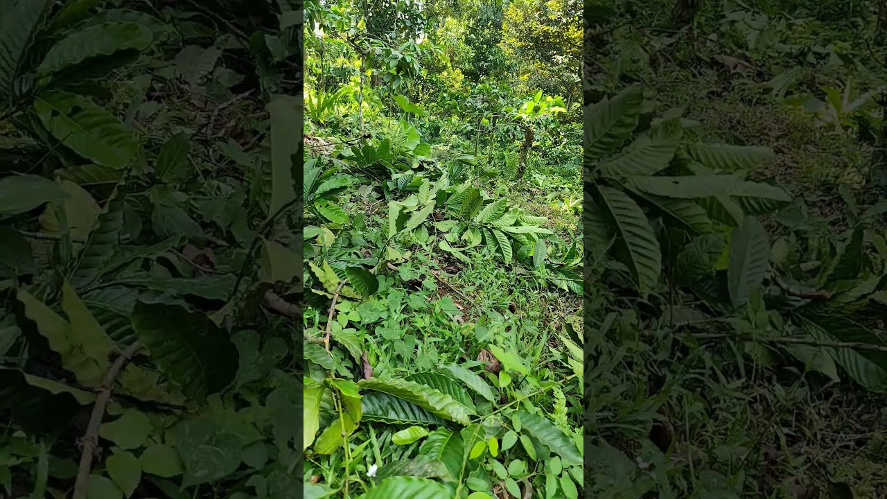 Proses Pruning Cabang Pohon Kopi di Kebun daun dan batang pohon Kopi melimpah