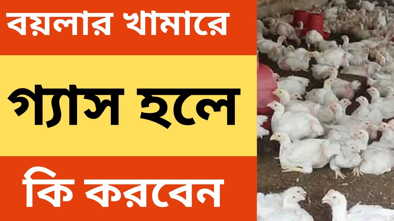 খামারে গ্যাস হওয়ার আসল কারণ ও স্থায়ী সমাধান।