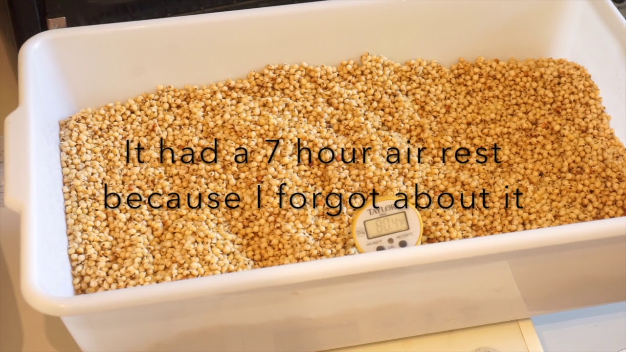 Sorghum
