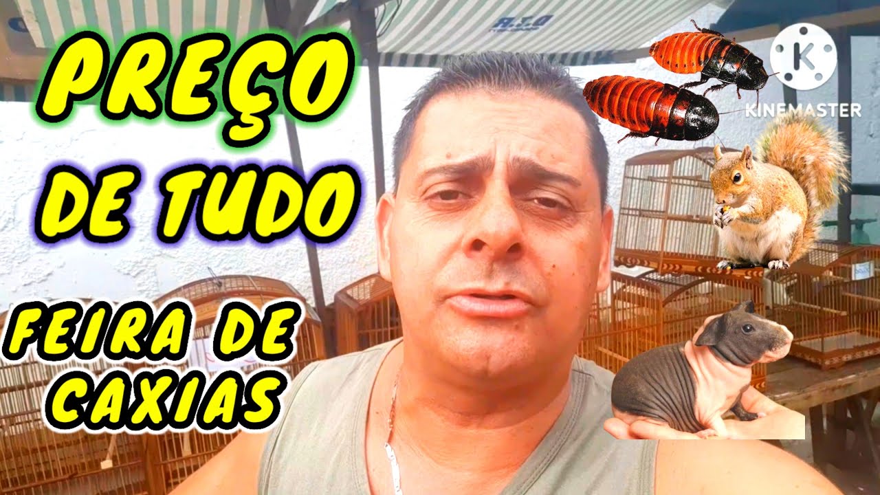 FEIRA DE CAXIAS  MOSTREI TUDO GAIOLAS AVÉS BICHINHOS E BARATA DE MADAGASCA