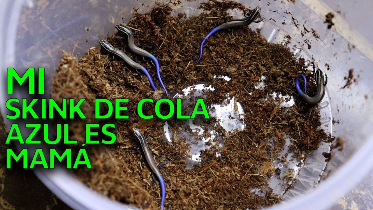 MI SKINK DE COLA AZUL TUVO CRÍAS | PLESTIODON |