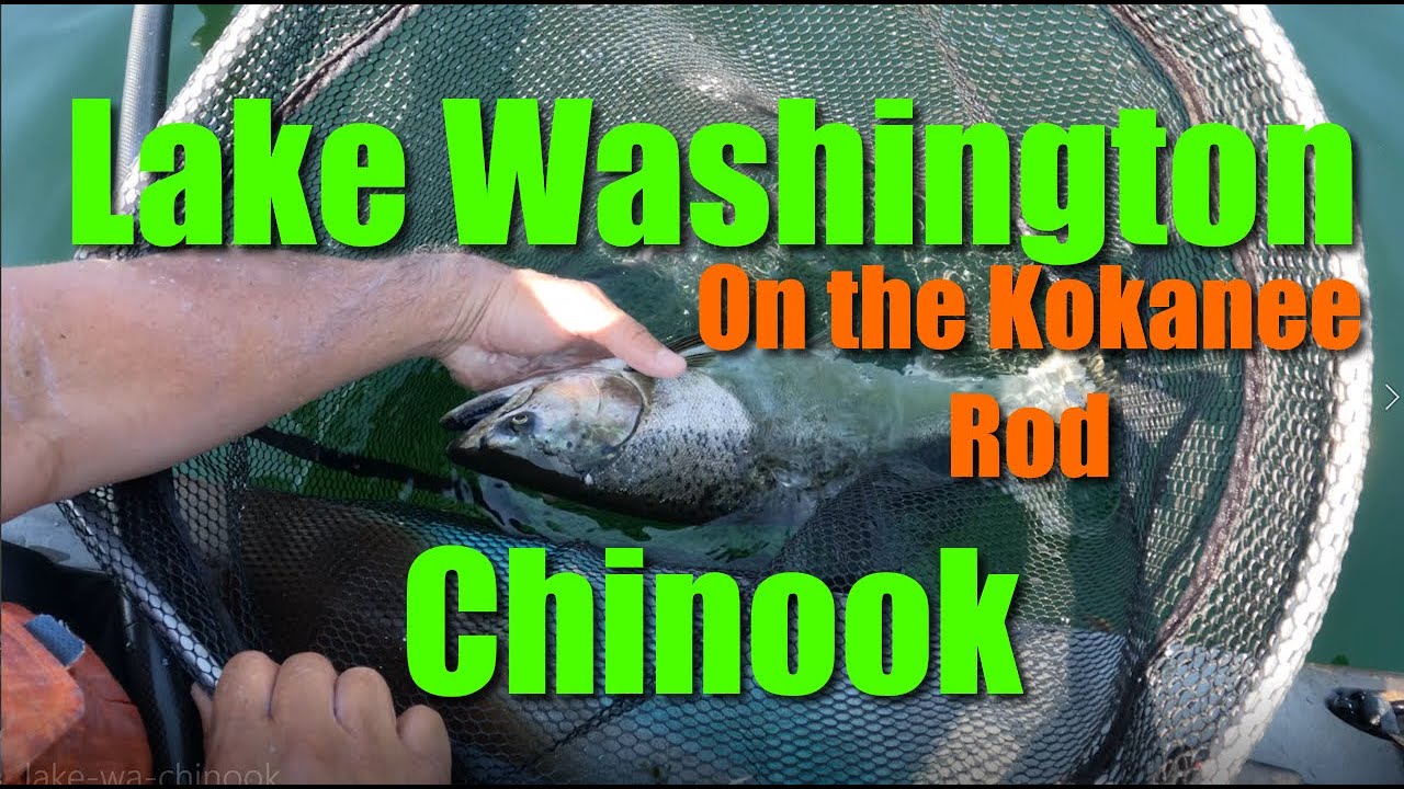 Lake Washington Chinook King Salmon Kayak Fishing Seattle