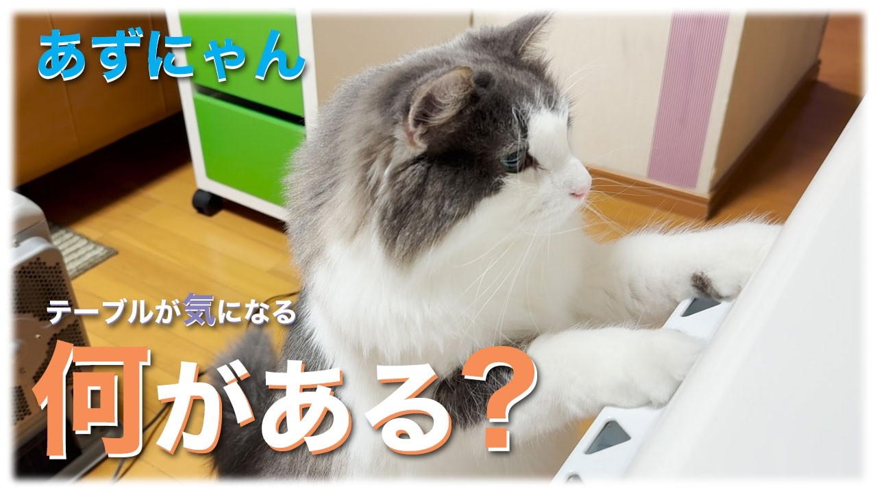 あずにゃん、🐈💨至急確認せよ🚓　🎁テーブルに何があるの❓【猫　サイベリアン　あずき】[vol.242]