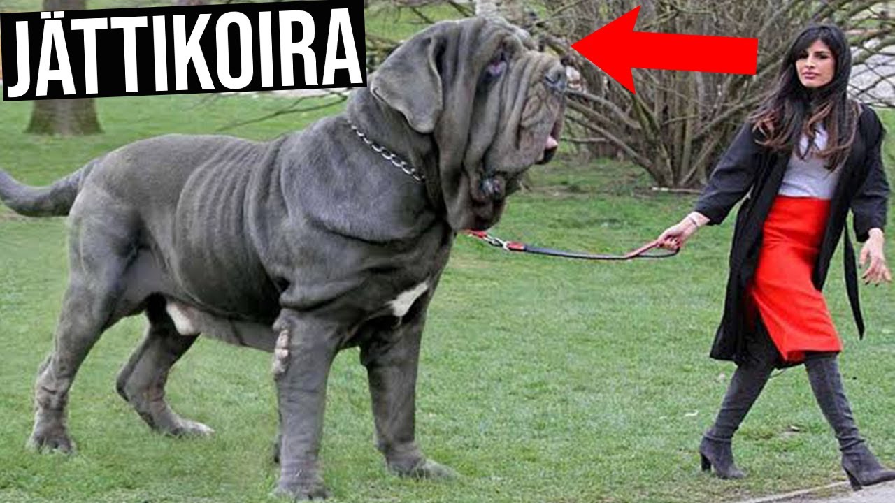 5 Maailman Isointa Koiraa | Ihmisten Kokoiset J&auml;ttil&auml;iset