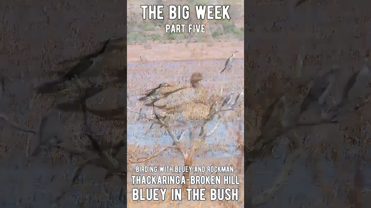 #thebigweekpart5