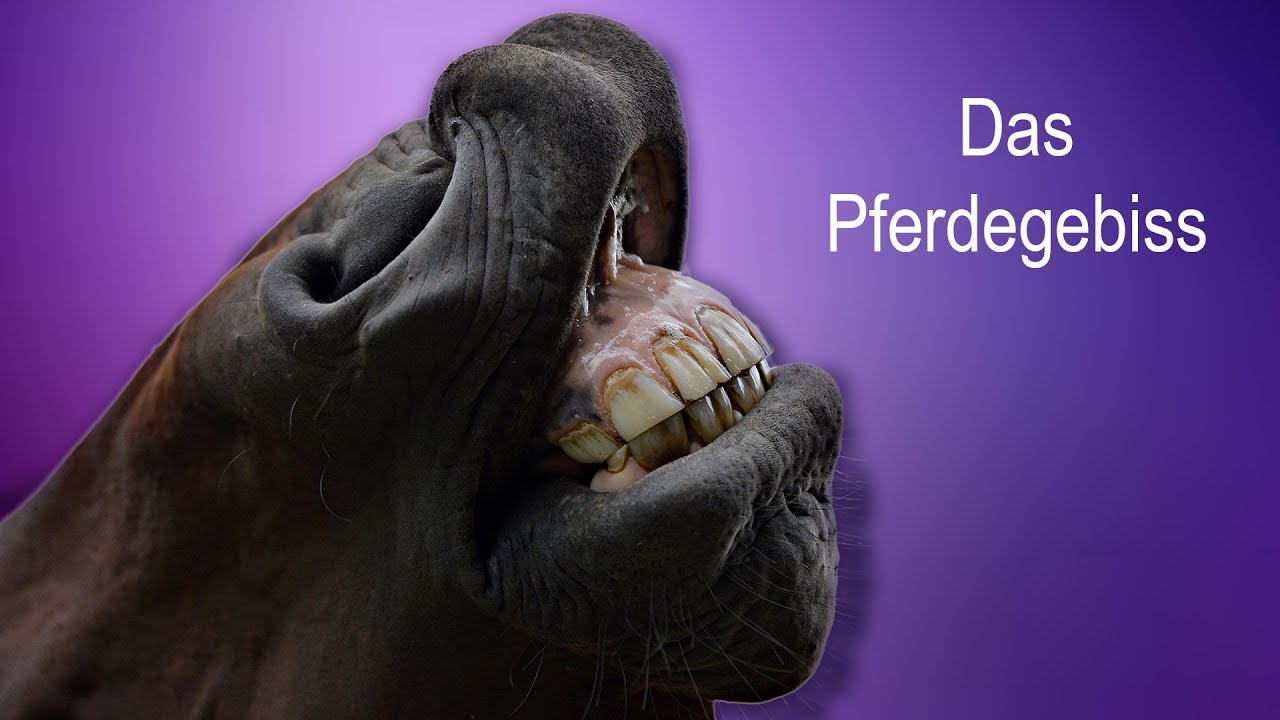 Das Pferdegebiss - worauf muss ich achten?