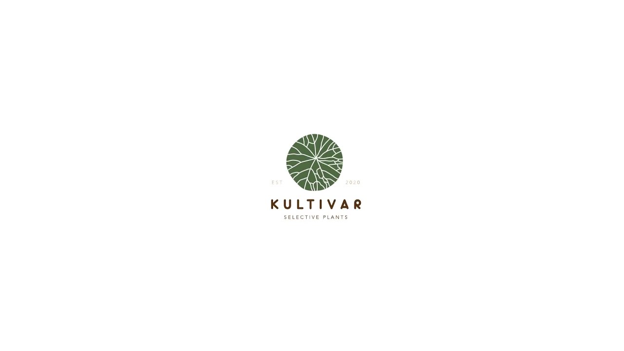 12 / KULTIVAR DI SOCOTRA - Part 01