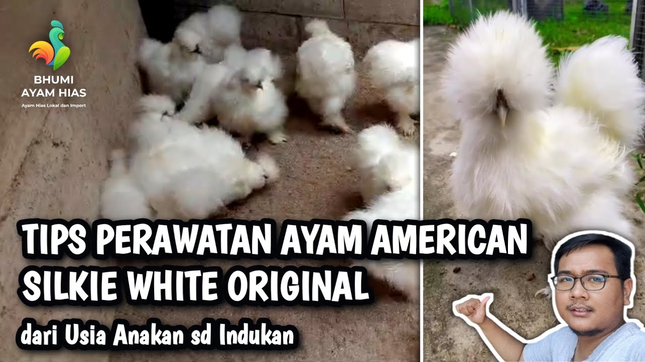 TIPS PERAWATAN AYAM LUCU AMERICAN SILKIE WHITE 😍  #americansilkie #silkie #ayamhias