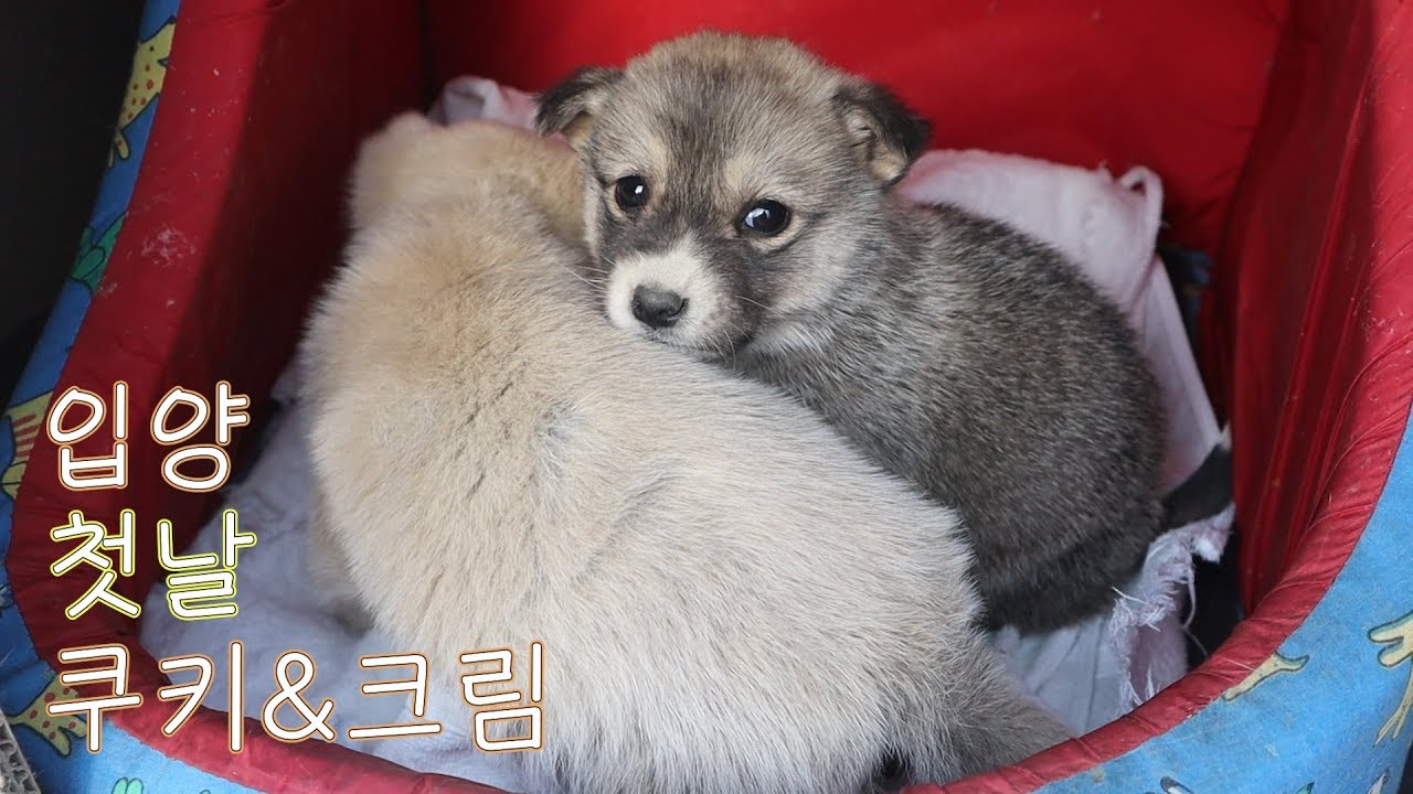 갈 곳 없는 아기 강아지를 아버지가 데려왔어요
