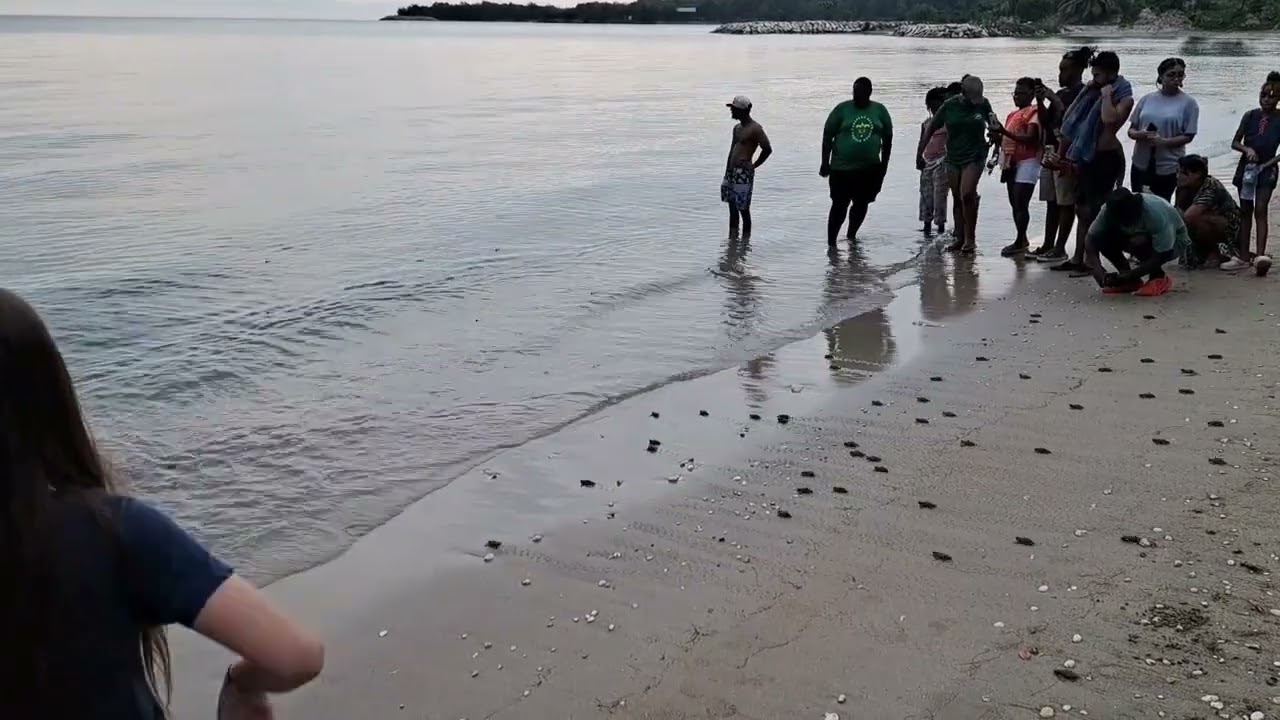 Baby turtles first sprint for the sea in Jamaica. 