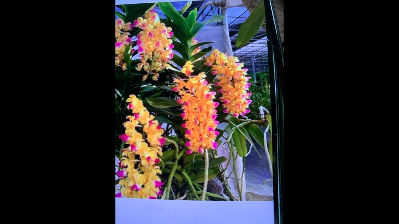Sàn Hoa Lan  0936147233 xả vườn lan đẹp chơi Tết