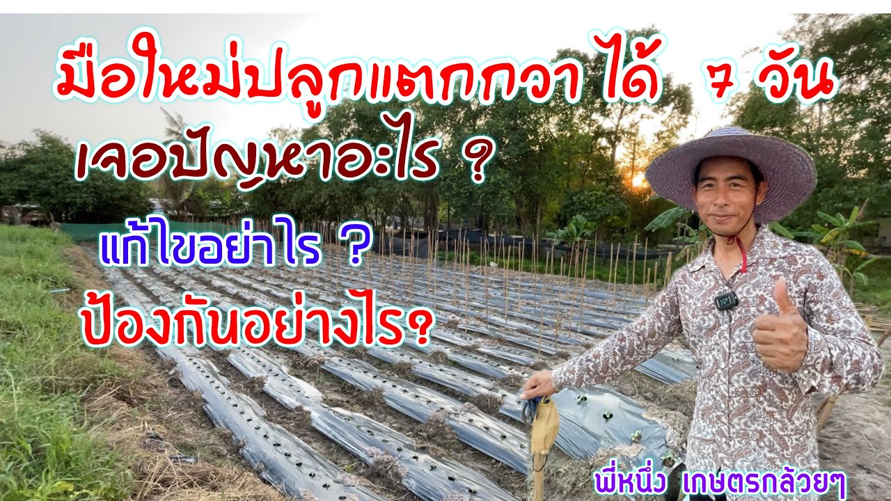 ปลูกแตงกวาได้ 7 วัน เจอปัญหาอะไร, แก้ไข, ป้องกันอย่างไร เกษตรกล้วยๆมีคำตอบ | บ่าวยุทธพาจ้วด